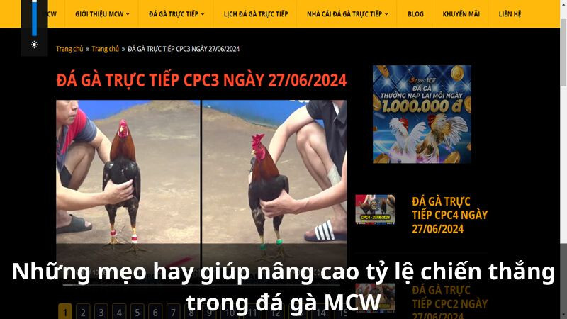 Những mẹo hay giúp nâng cao tỷ lệ chiến thắng trong đá gà MCW