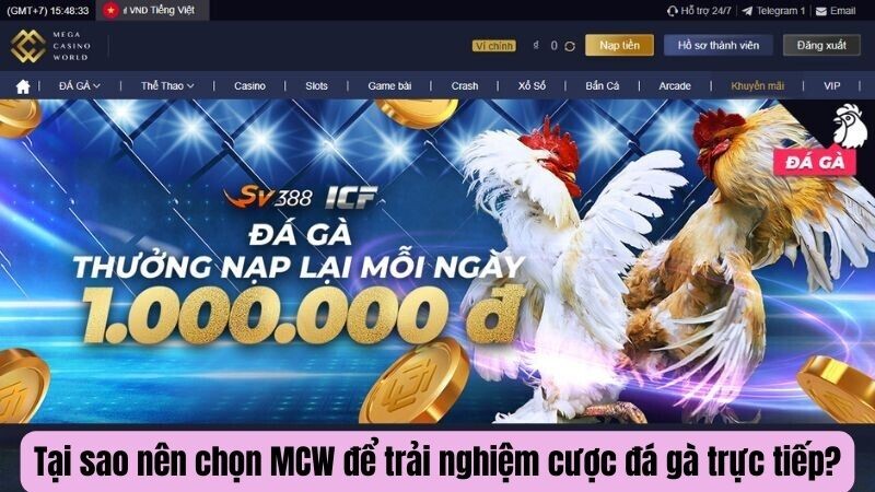 Tại sao nên chọn MCW để trải nghiệm cược đá gà trực tiếp?